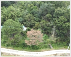  2025Ÿ��51784  ����