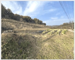  2025Ÿ��51919  �����