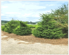  2025Ÿ733  õ  ϸ 669-134      (1)