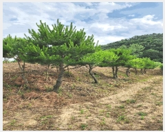  2025Ÿ733  õ  ϸ 669-134      (1)