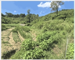  2025Ÿ��4520 ��� ��õ�� ��õ�� �缮�� 511-4      ����(�Ӿ�)���