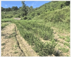  2025Ÿ��4520 ��� ��õ�� ��õ�� �缮�� 511-4      ����(�Ӿ�)���