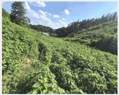  2025Ÿ��4520 ��� ��õ�� ��õ�� �缮�� 511-4      ����(�Ӿ�)���