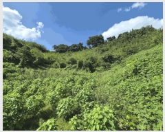  2025Ÿ��4520 ��� ��õ�� ��õ�� �缮�� 511-4      ����(�Ӿ�)���