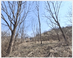  2025Ÿ51035   θ Ӱ 369      (1)