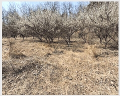  2025Ÿ51035   θ Ӱ 369      (1)