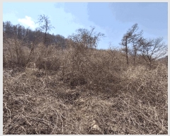  2025Ÿ51035   θ Ӱ 369      (1)