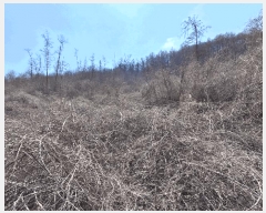  2025Ÿ51035   θ Ӱ 369      (1)