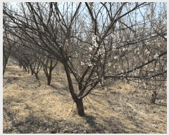  2025Ÿ51035   θ Ӱ 369      (1)