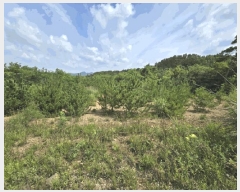  2025Ÿ3565  ûֽ 籸  û븮 30     (Ӿ)