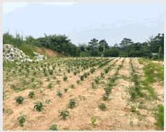  2025Ÿ3831  ûֽ û   61-1     (Ӿ)