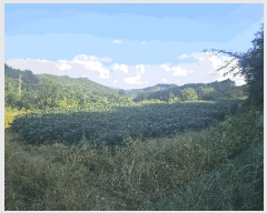  2025Ÿ��4278 ��� ���걺 û�ȸ� û�븮 109      ����(��1)���