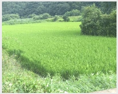  2025Ÿ51605  걺 ǳ ݸ 162-1      ()