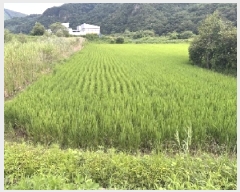  2025Ÿ51605  걺 ǳ ݸ 162-1      ()