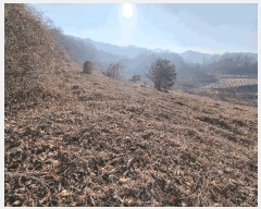  2025Ÿ194  ֽ ¸ ̸ 33      (Ӿ)