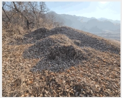  2025Ÿ194  ֽ ¸ ̸ 33      (Ӿ)