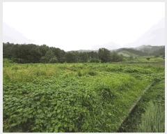  2025Ÿ��1524  �����