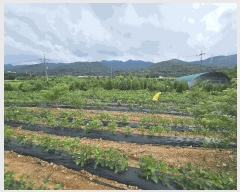  2025Ÿ��30705  �����