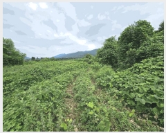  2025Ÿ��30705  �����