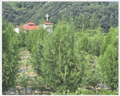  2025Ÿ��30705  �����