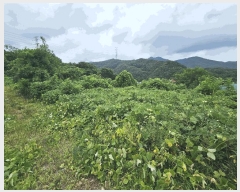  2025Ÿ��30705  �����