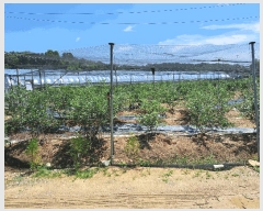  2025Ÿ��30592 ��� ���ֽ� �ִ��� �ž縮 695      ����(��1)���