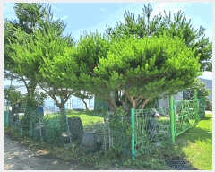  2025Ÿ��30592 ��� ���ֽ� �ִ��� �ž縮 695      ����(��1)���