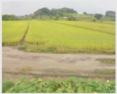  2025Ÿ��30777 ��� ���ֽ� �ݰ��� �ϴ㸮 388      ����(��)���