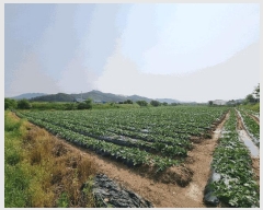  2025Ÿ��1098 ��� ���ֽ� ������ ��踮 326-12      ��Ÿ�������