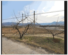  2025Ÿ��705 ��� ������ ���̸� �Ĺ̸� 116      ����(��1)���