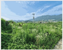  2025Ÿ��1241 ��� ���ֽ� �ȸ��� 393-3       ����(������)���