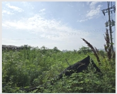  2025Ÿ��1241 ��� ���ֽ� �ȸ��� 393-3       ����(������)���