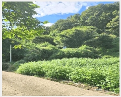  2025Ÿ��2145 ��� ���ֽ� ��̸� ��� 450-1      ���ð��