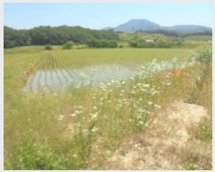  2025Ÿ��30555  ����