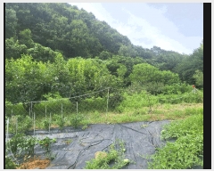  2025Ÿ��30672 ��� ���ֽ� ��ҿ��� ź�븮 379-1      ����(��1)���