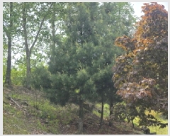  2025Ÿ105  õ   814-4      (Ӿ)