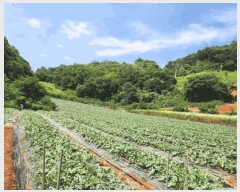  2025Ÿ119  ܾ籺  Ͻø 4-1      (1)