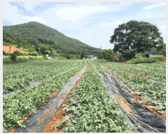  2025Ÿ119  ܾ籺  Ͻø 4-1      (1)