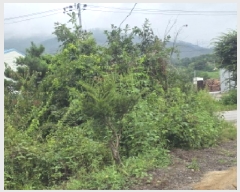  2025Ÿ��145 ��� ��õ�� ���� ���и� 172-65      ����(�Ӿ�)���