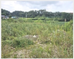  2025Ÿ��155  ����