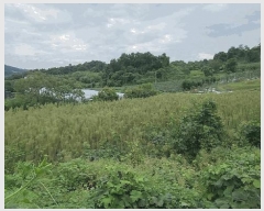  2025Ÿ��157 ��� �ܾ籺 ���õ�� ��ϸ� 67      ����(��1)���