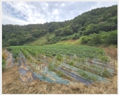  2025Ÿ��157 ��� �ܾ籺 ���õ�� ��ϸ� 67      ����(��1)���