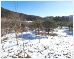  2025Ÿ��5031 ��� ��õ�� ������ ���ڸ� 1339-2      ����(��1)���