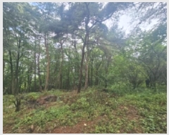  2025Ÿ��5337  �Ӿ߰��