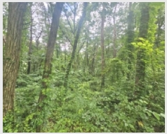  2025Ÿ��5337  �Ӿ߰��