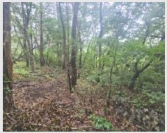  2025Ÿ��5337  �Ӿ߰��