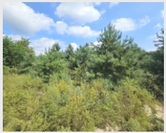  2025Ÿ��5399 ��� ��õ�� �ſ��� 1115-51       ����(�Ӿ�)���