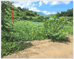  2025Ÿ��5403 ��� �ܾ籺 �밭�� ������ 301-7      ����(��1)���