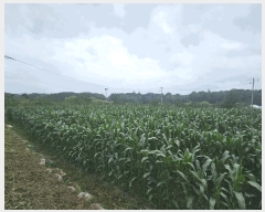  2025Ÿ��110 ��� ��õ�� ������ 464-3       ����(��)���