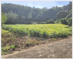  2025Ÿ��166 ��� �ܾ籺 ������ �ϸ� 212      ����(��1)���